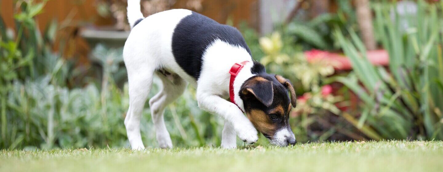 Dog pulling up clearance grass